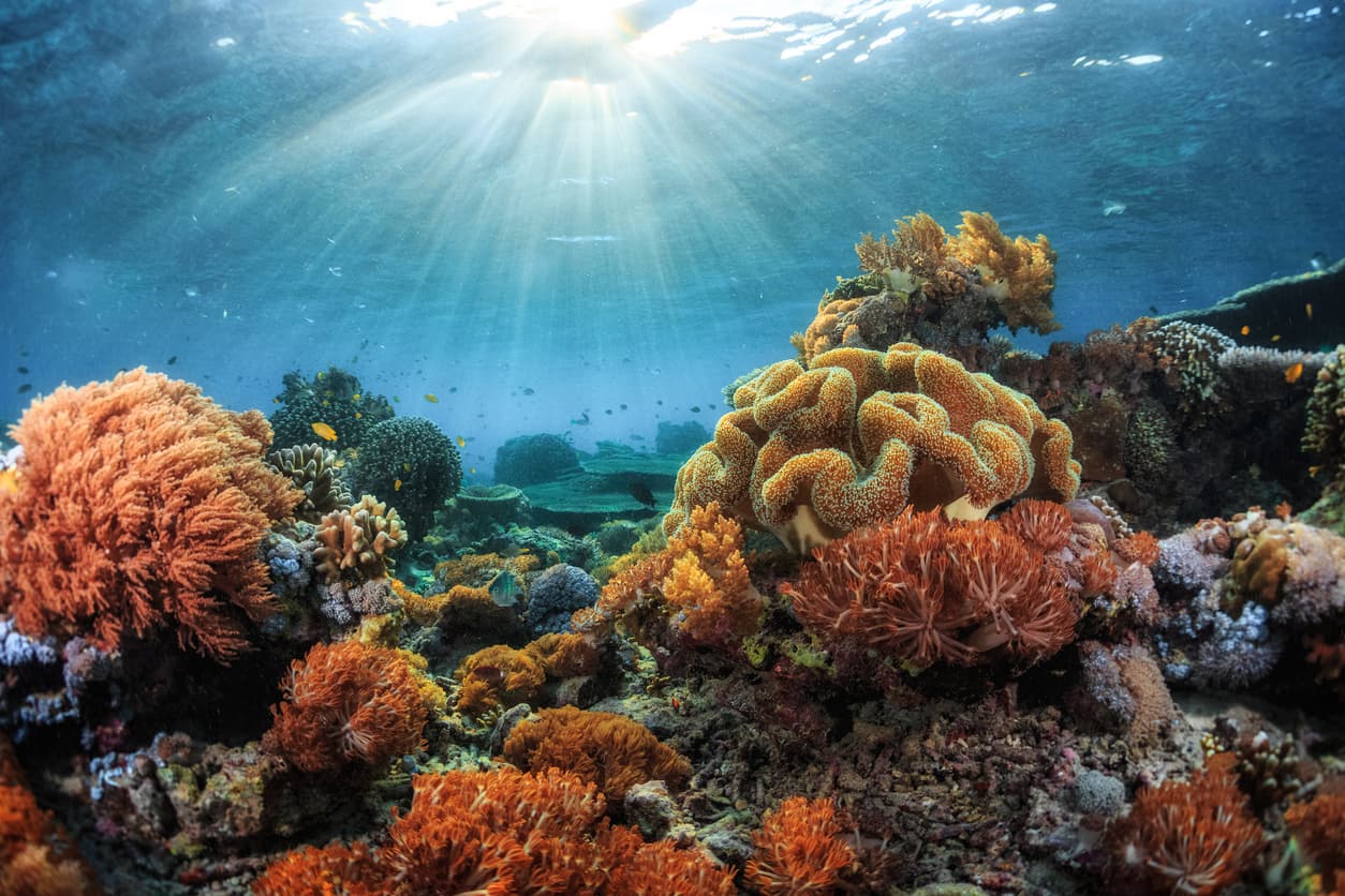 Underwater coral reef